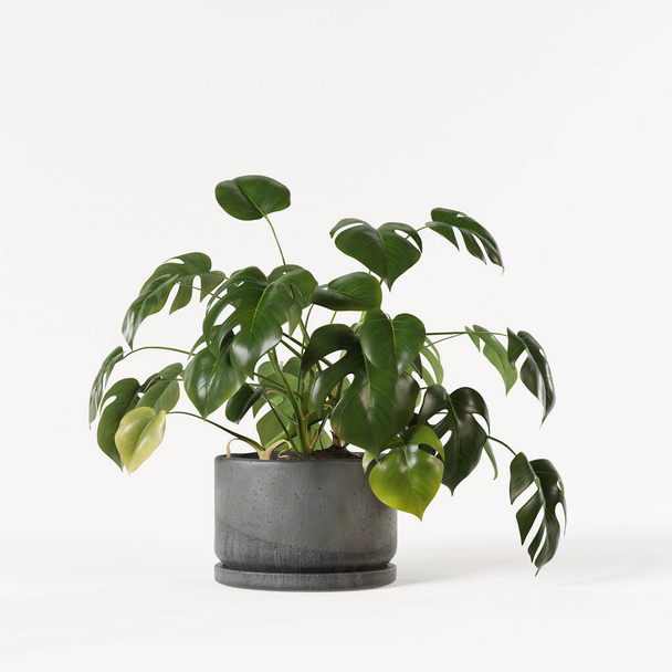 Decorative monstera planted in concrete pot isolated on white background. - Φωτογραφία, εικόνα