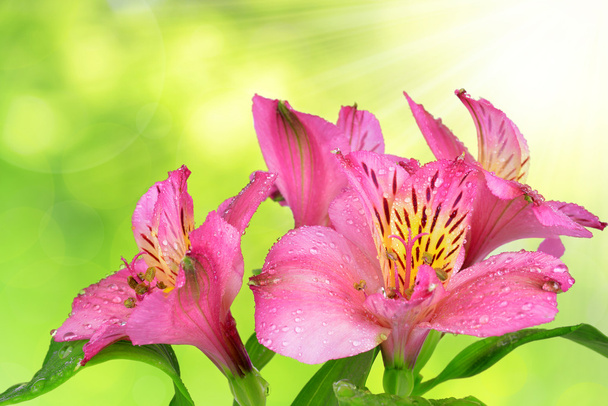 Alstroemeria rosa Blüten - Foto, Bild