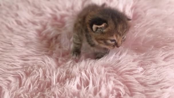 Маленькая британская короткошёрстная кошечка ползает на розовом ковре - Кадры, видео