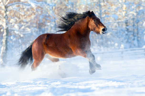 καφέ άλογο τρέχοντας στο χιόνι - Φωτογραφία, εικόνα