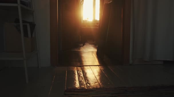 Zabawny jamnik biegnie z jednego pokoju do drugiego na tle zachodu słońca lub świtu z okna. Zwolniony ruch - Materiał filmowy, wideo