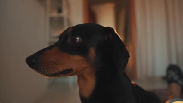 A portrait of a funny dachshund in profile and it funny moves its eyes and turns its head to the camera. Slow motion - Filmati, video