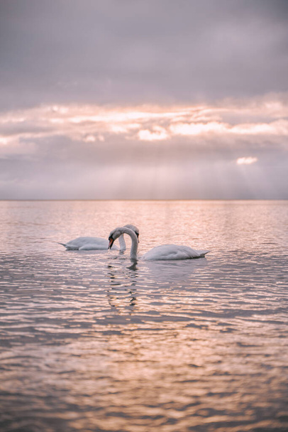 Swans swimming in the sea. Beautiful sunset over the Baltic Sea with birds. Glowing sky on the seaside. - Foto, Bild