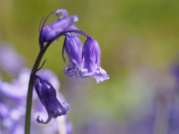 A single bluebell stands out from its siblings - Foto, immagini