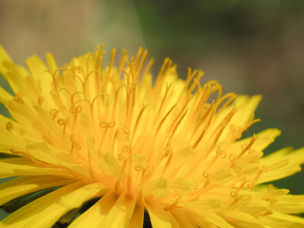 The common or garden dandelion is generally considered a weed but that does not stop it being a surprisingly strong photographic subject. - Foto, immagini