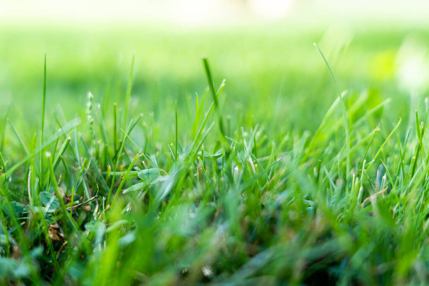 A background of green grass in the lawn from a low angle. - Fotó, kép