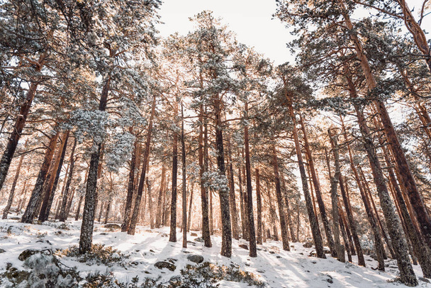 beautiful winter landscape with snow covered trees - Φωτογραφία, εικόνα