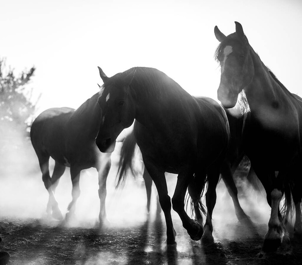 black and white horses in the field - Фото, изображение