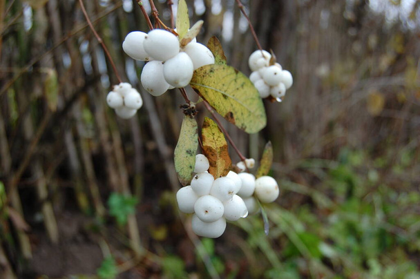 Symphoricarpos albus (gewone bessen) plant met witte bessen. Caprifoliaceae of kamperfoelie. - Foto, afbeelding