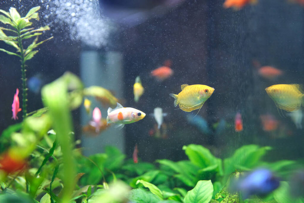 Красочные экзотические рыбы плавают в глубоководном аквариуме с зелеными тропическими растениями - Фото, изображение