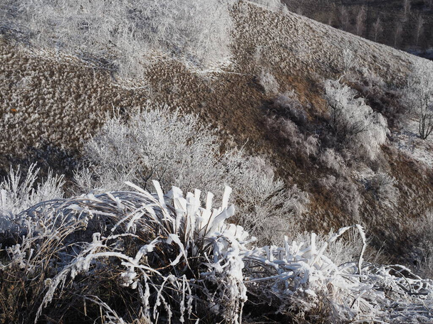 Hóval borított juharmagok sorban, közelkép, téli erdő. - Fotó, kép