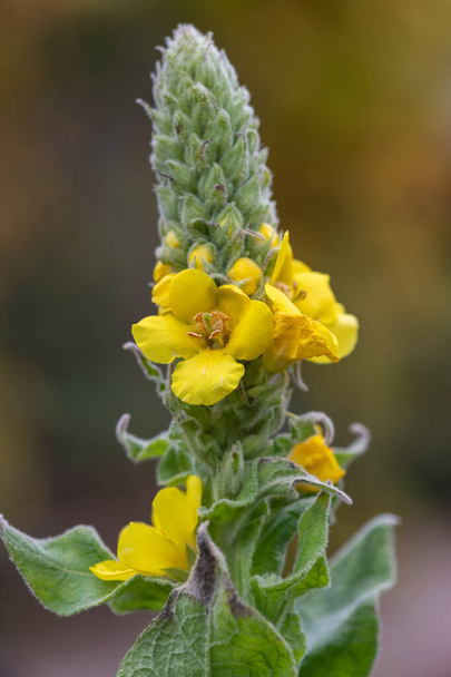 Close up of a great mullein (verbascum thapsus) flower in bloom - Foto, afbeelding