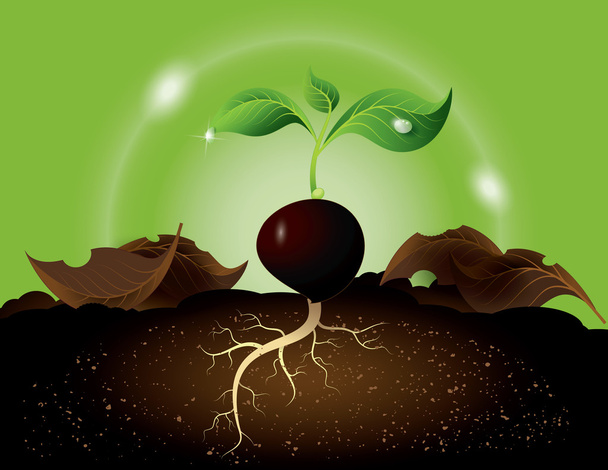 Зеленая капуста растет из семян
 - Вектор,изображение