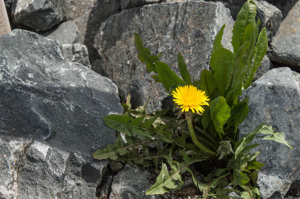 keltainen hawkbit kukka kasvaa kivet rikkoa vapaa tausta - Valokuva, kuva