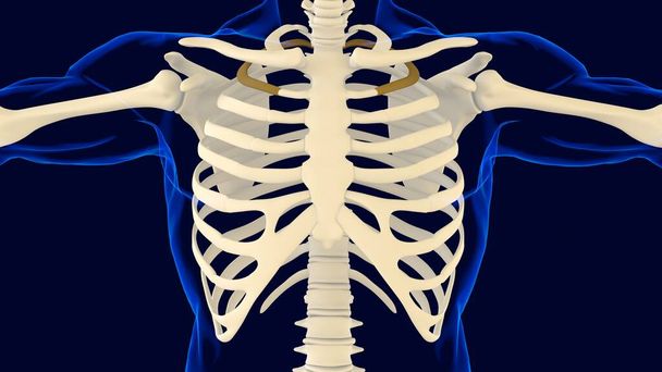 Druga kość klatki piersiowej Anatomia koncepcji medycznej 3D Ilustracja - Zdjęcie, obraz