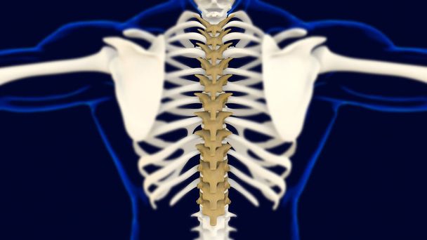 Tıbbi konsept 3D İllüstrasyon için Torasik Omurga Anatomisi - Fotoğraf, Görsel