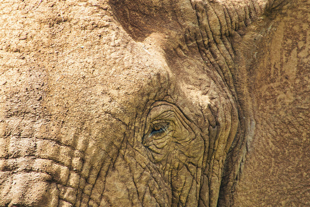Elephants in the Tsavo East and Tsavo West National Park in Kenya - Photo, image