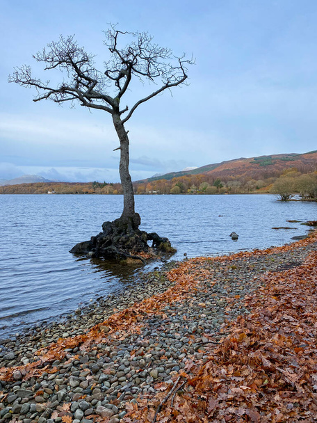 The Lone Tree at Millarochy Bay on Loch Lomond, Scotland. - Foto, afbeelding