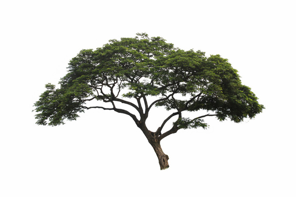  tree isolate on white background - Photo, Image
