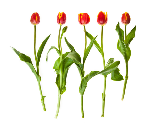 Tulip flowers isolated on white - Foto, afbeelding