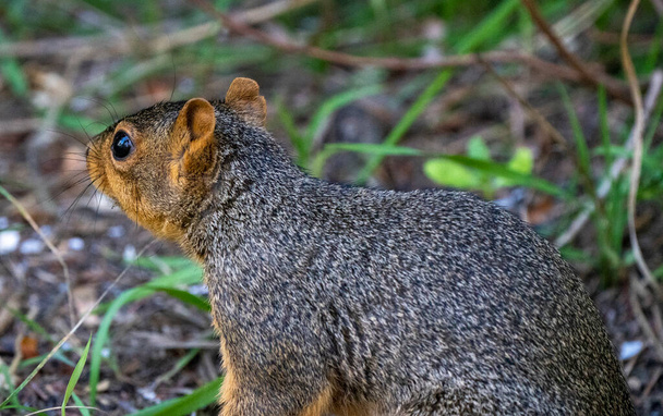 Squirrel in tree close up Saskatchewan Canada Summer - 写真・画像