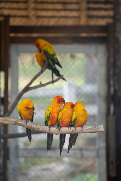 lovebirds little cute parrots with short tail making happy noisy high tone beaks in the cage at the zoo - Photo, Image