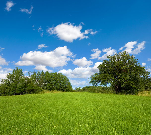 Prados com árvores e céu azul
 - Foto, Imagem