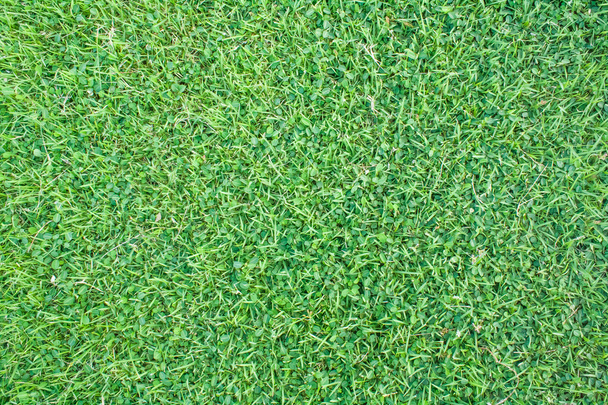 πράσινο γρασίδι υφή - Φωτογραφία, εικόνα