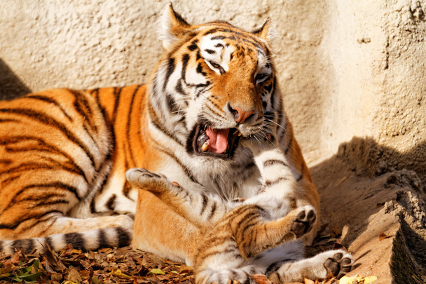 Тигровая мама с тигровым детёнышем в зоопарке
 - Фото, изображение