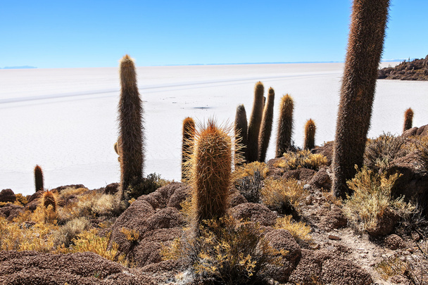 Régi kaktusz - Fotó, kép