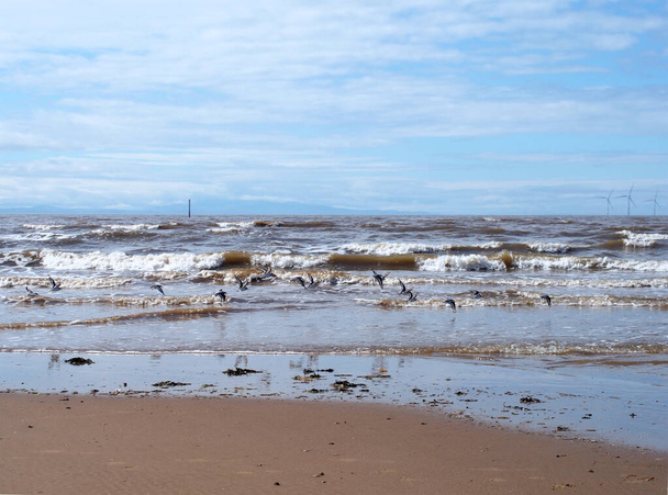 a praia em areias de blundell em southport com um bando de sanderlings alimentando-se na costa - Foto, Imagem