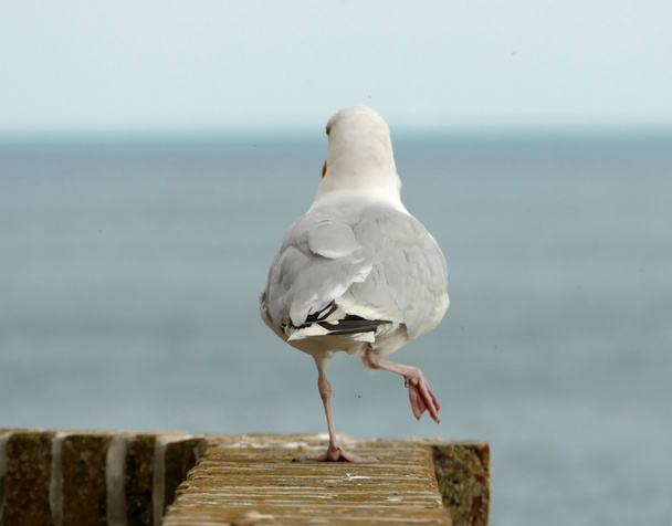 Seagull wandelen - Foto, afbeelding