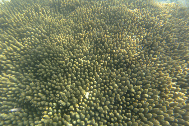 Background photo of coral reef in New Caledonia - Fotó, kép