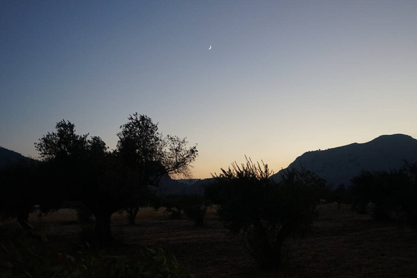 Plantation of olive trees in the evening at sunset. The olive, Olea europaea, meaning `European olive`, is a species of small tree in the family Oleaceae. Kolimpia, Rhodes, Greece  - Fotoğraf, Görsel