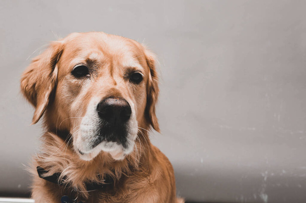 Дуже милий і милий собака, золотий ретривер
 - Фото, зображення