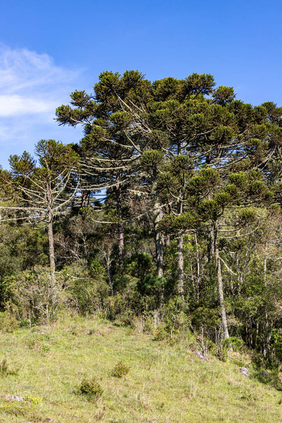 Araucaria forest, Cambara do Sul, Rio Grande do Sul, Brazil - Photo, Image