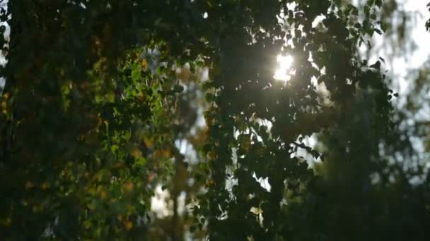 ηλιόλουστη πτώση των φύλλων στο δάσος - Πλάνα, βίντεο