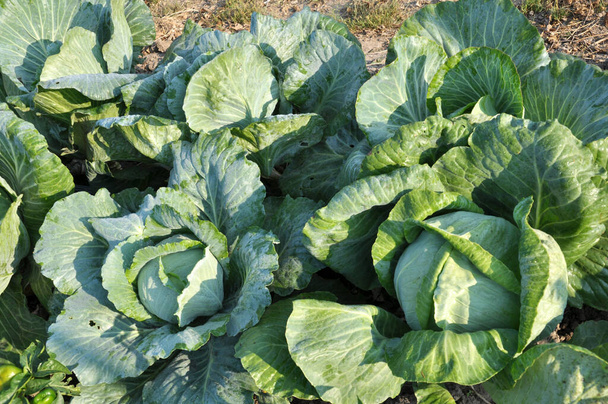 Cabbage grows in the organic open ground in the garden - Фото, изображение