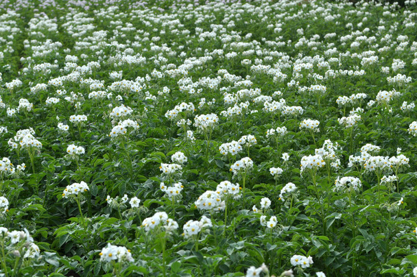 Στο χωράφι ενός αγρότη, τα άνθη της πατάτας είναι άφθονα. - Φωτογραφία, εικόνα