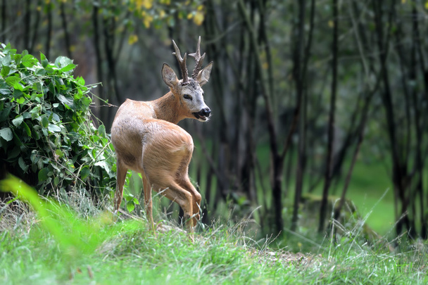 Jeunes cerfs dans la forêt
 - Photo, image
