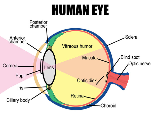 Ludzkie oko - Wektor, obraz