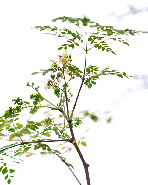 Enfoque selectivo flores de moringa o árbol de muslo en rama aislada sobre fondo blanco. Flor moringa oleifera, rábano picante, aceite de ben o árbol de benzolivo - Foto, imagen