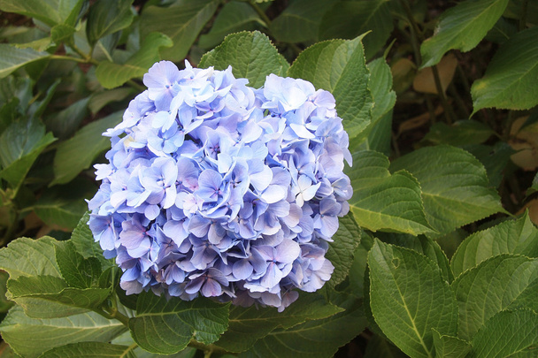 Flowers of Hydrangea - Photo, Image