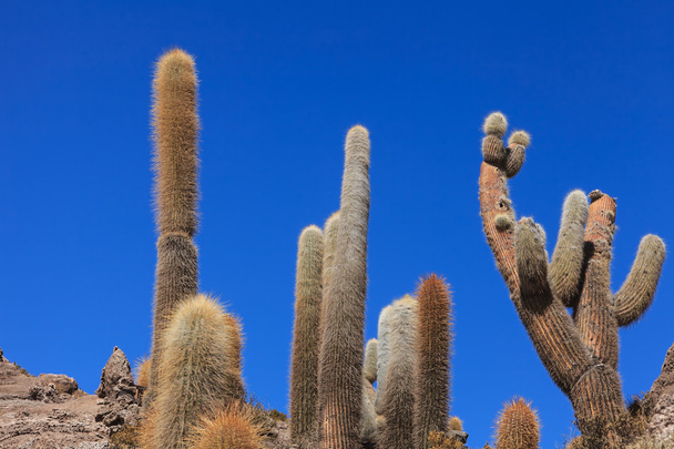 Vieux cactus
 - Photo, image