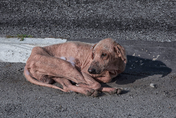 oud en ziekelijk zwerfhond op straat - Foto, afbeelding