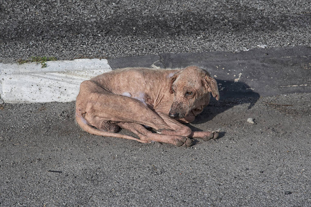 old and sickly stray dog on the street - Photo, Image