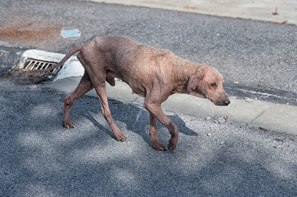 old and sickly stray dog on the street - Photo, Image