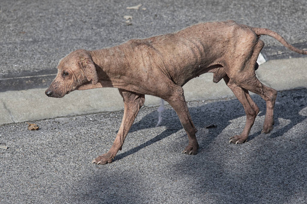 old and sickly stray dog on the street - Foto, Imagem