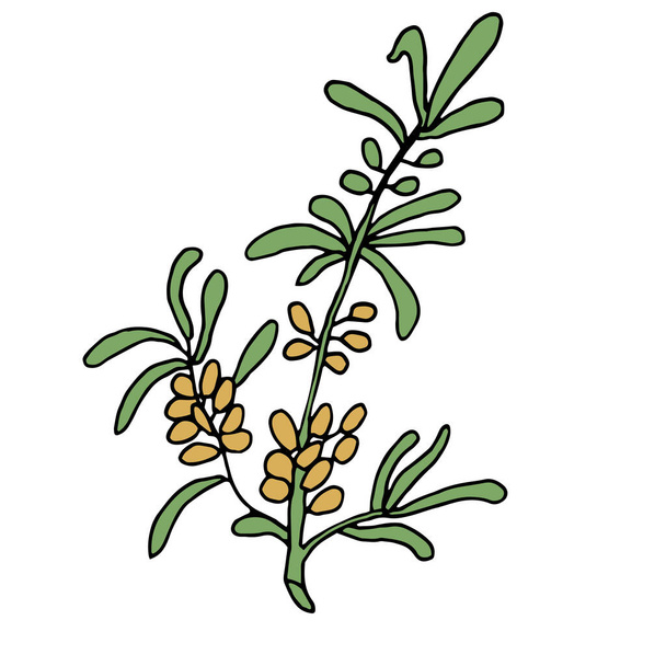 Simple colored fruit drawing olives on a branch with a green leaf on a transparent background - Photo, image