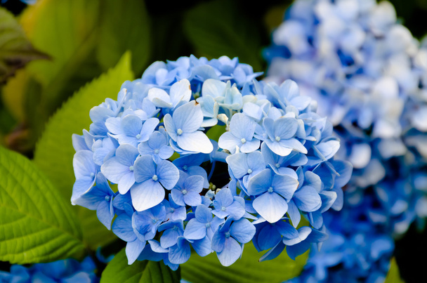 сині гортензії квітка
 - Фото, зображення
